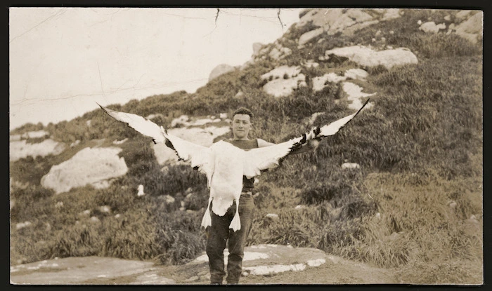 Joseph Paynter showing the wing spread of a young mollymawk, Chatham Islands