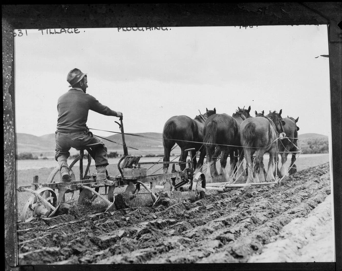 Tillage scene, showing an unidentified man driving a horse-drawn plough through a paddock, possibly Christchurch district
