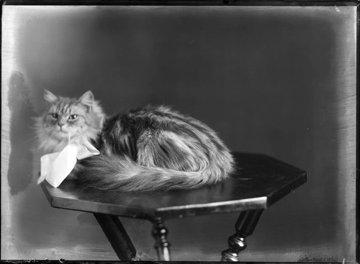 Studio portrait of a cat with bow sitting on a wooden table, Christchurch