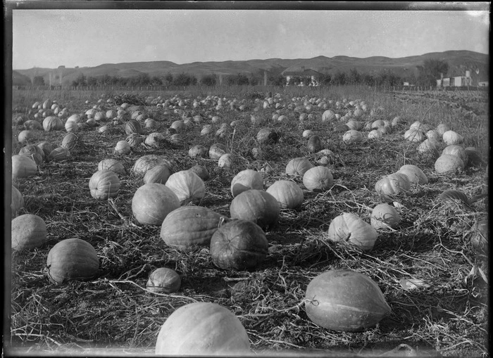 Pumpkins lying in a field after harvesting, Hawke's Bay District