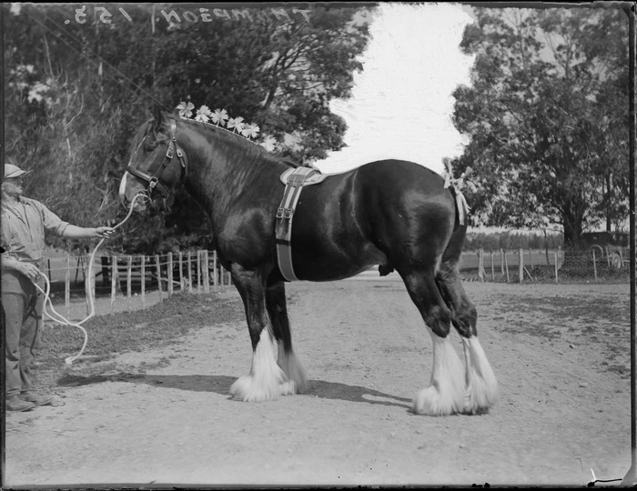 Close-up view of a Clydesdale draught horse with decorations attached to its mane, with a man [Thompson] holding the bridle, farm setting, Hawke's Bay District