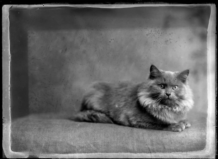 Portrait of a long-haired cat, sitting on a hessian cloth, possibly Christchurch district