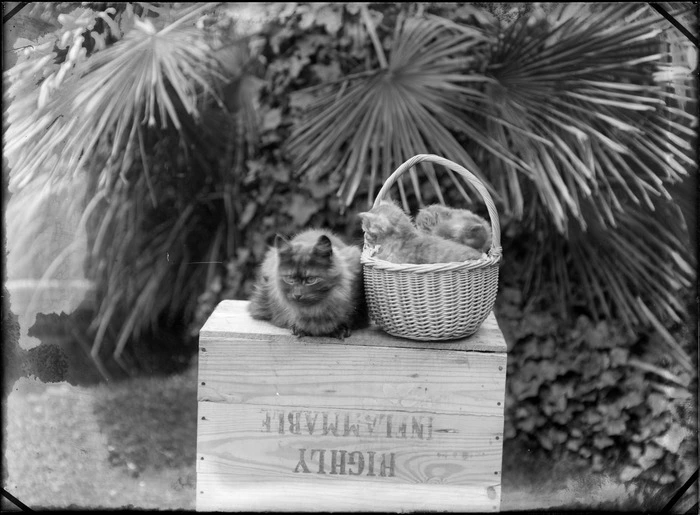 Kittens in a basket, and a cat alongside, sitting on a wooden crate, which is stamped with the words 'Highly Inflammable', possibly Christchurch district