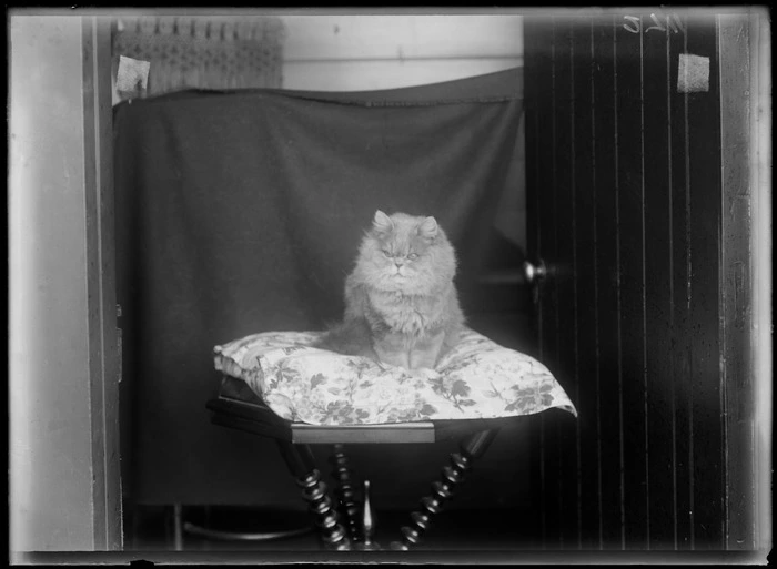 Portrait of a fluffy cat, sitting on a floral cushion on a table, possibly Christchurch district