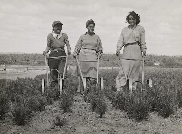 Young Maori women tending forestry seedlings