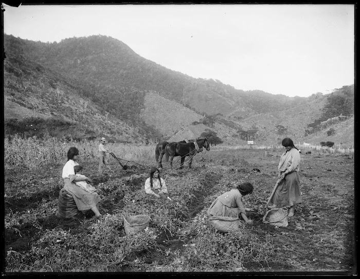 Women harvesting kumara