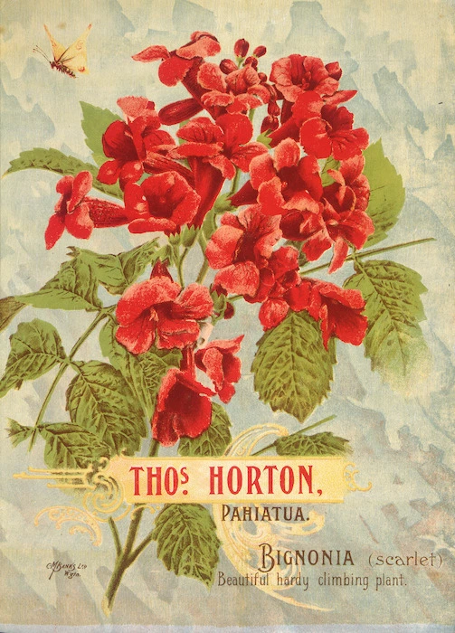 Thomas Horton Ltd :Thos. Horton Pahiatua. Bignonia (scarlet). C M Banks Ltd, Wellington [ca 1905].