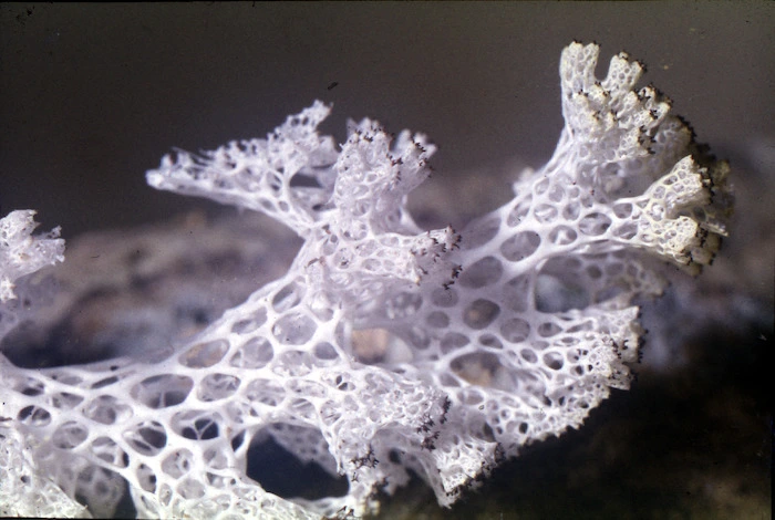 Photograph of a lichen (Cladia retipora) reindeer moss, Campbell Island