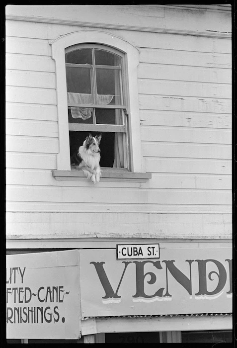 Dog in window, Cuba Street, Wellington - Photograph taken by Ross Giblin