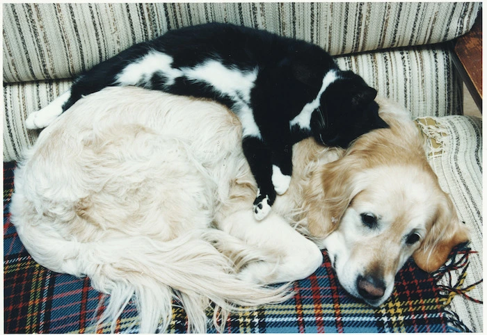 A dog and a cat snuggle up together - Photograph taken by John Nicholson