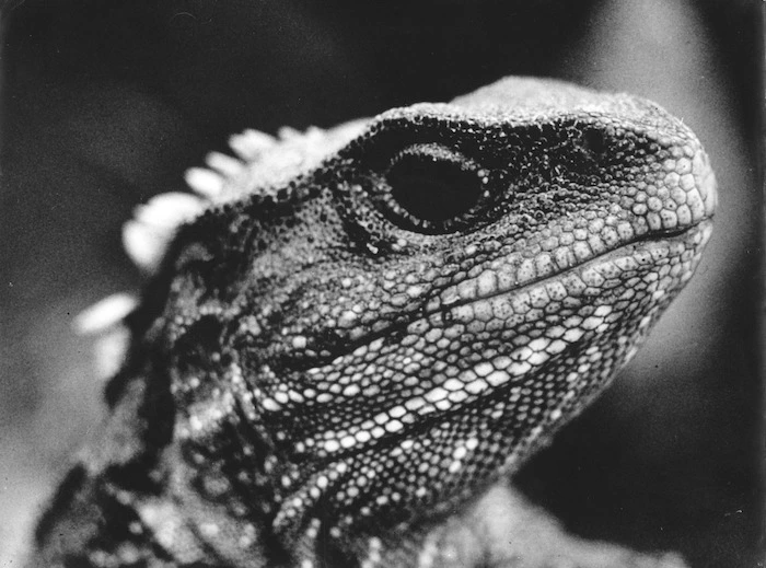 Close-up view of head of Tuatara