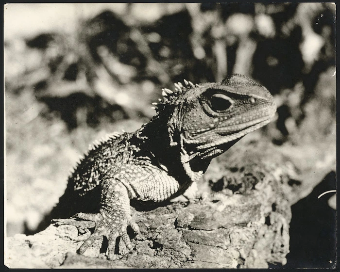 Young male tuatara emerging from the burrow