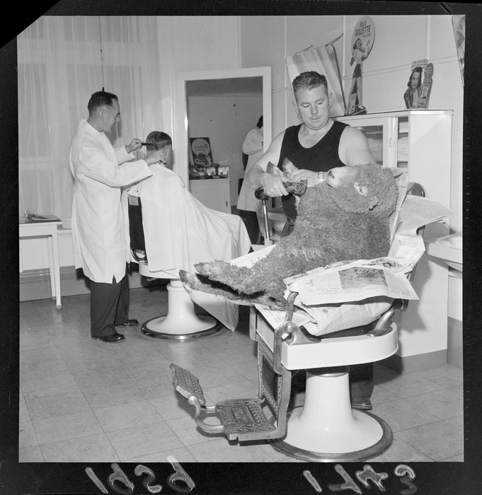 Godfrey Bowen shearing a sheep in a barber's shop, [for Kirkcaldie and Stains Ltd department store wool promotion?]