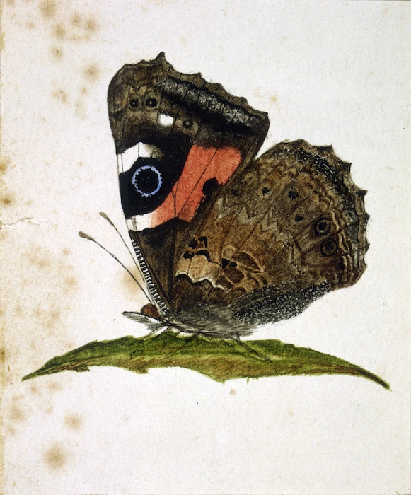 Backhouse, John Philemon, 1845-1908 :[Red Admiral butterfly. ca. 1880]