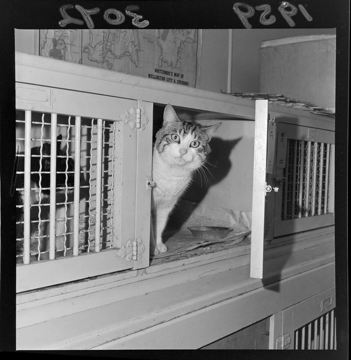 Cat in a cage, animals at the RSPCA clinic, Wellington Region