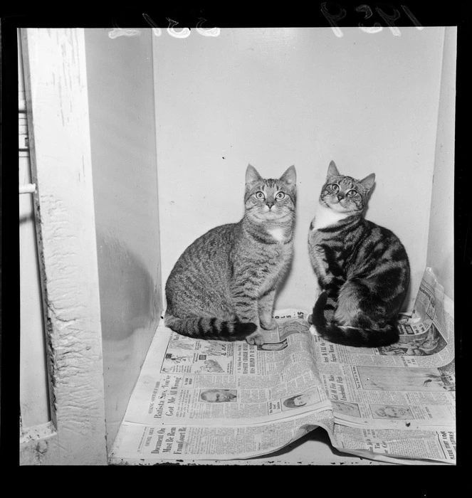 Cats at the Society for the Prevention of Cruelty to Animals (SPCA), probably Wellington region