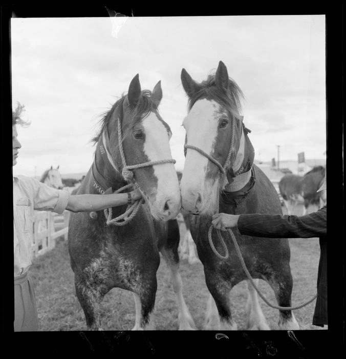 Two Clydesdale draft horses with rope face harness being held by obscured people, at Royal Show, Palmerston North