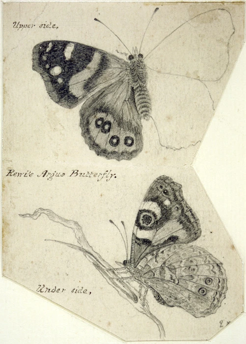 Backhouse, John Philemon, 1845-1908 :Rewi's Argus butterfly. [ ca. 1880]