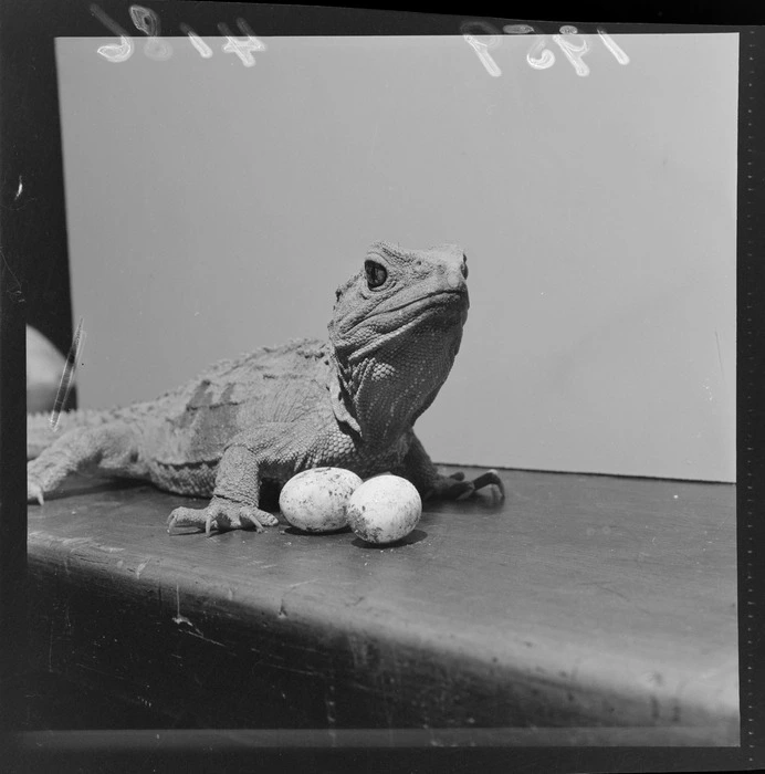 Tuatara and eggs, indoor location unknown, Wellington Region