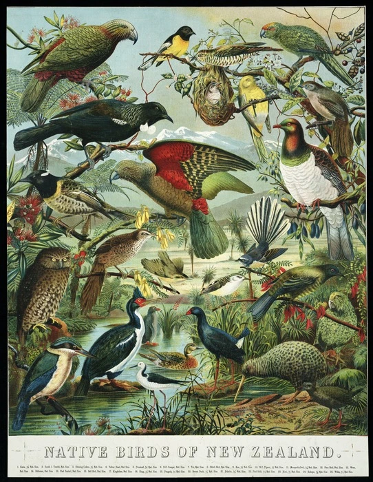 Schmidt, William Shaw Diedrich, 1870-1968: Native birds of New Zealand. Drawn on stone by W. Schmidt. Printed by the Brett Printing Coy, Auckland, N.Z. [ca 1900]