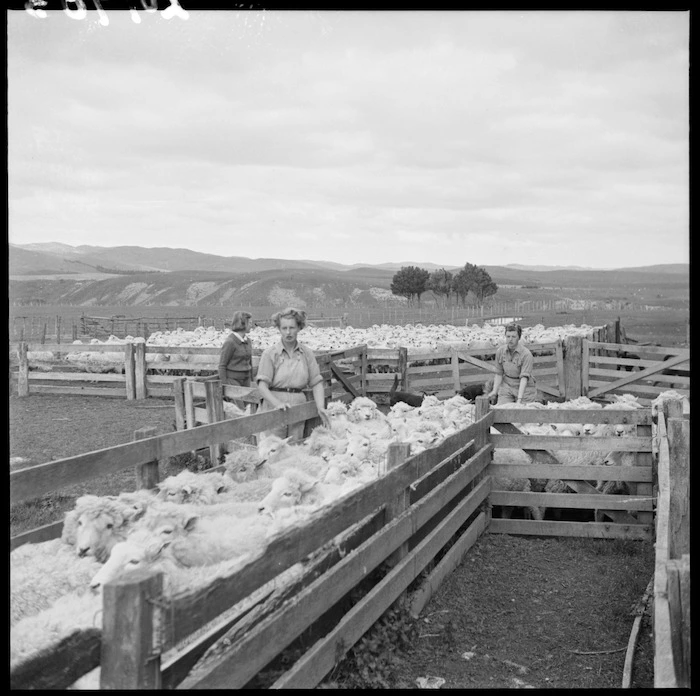 Land girls moving sheep, Mangaorapa, Hawke's Bay
