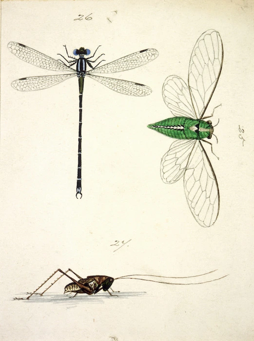 Backhouse, John Philemon, 1845-1908 :Green cicada or tree locust. Dragon fly. Bush grass hopper. Waikato. [ca. 1880]