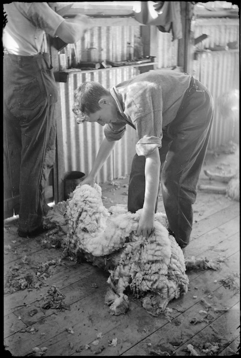 Picking up a sheep fleece, Waiorau Sheep Station