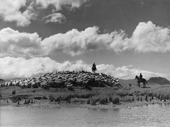 Sheep mustering near Ruatoria - Photographer unidentified