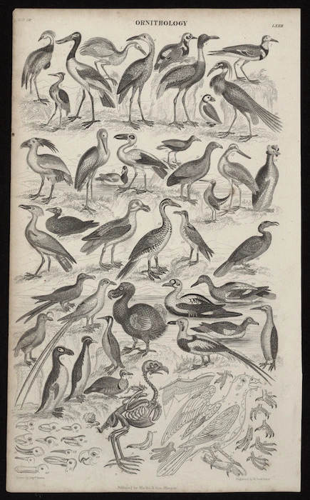 Brown, Thomas (Captain), 1785-1862 :Ornithology. N.H. 20, [Plate] LXXII. Engraved by R Scott, Edin[bu]r[gh]; published by Blackie & Son, Glasgow [ca 1850]