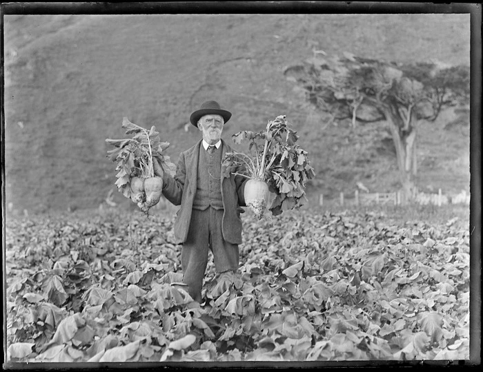 Elderly man standing in a turnip field holding turnips, Catlins District