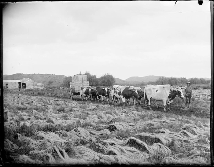 Unidentified Maori man with a bullock team pulling a wagon of flax bails through a field, Whakaki Station