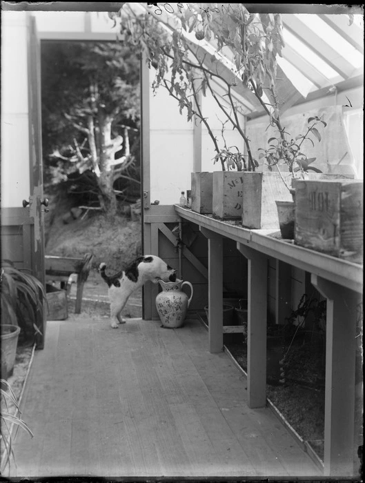 Interior of the conservatory at the residence of William and Lydia Williams, Royal Terrace, Kew, Dunedin, showing a cat looking into a ceramic jug