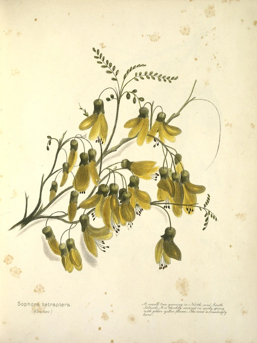 Harris, Emily Cumming, 1837?-1925 :Sophora tetraptera (kowhai). A small tree growing in North and South Islands. It is thickly covered in early spring with golden yellow flowers. The wood is exceedingly hard. [1899?]
