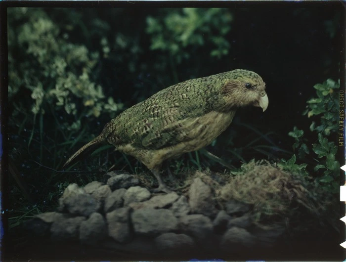 Kakapo, location unidentified