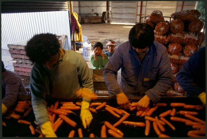 Carrots being processed for market, Pukekohe