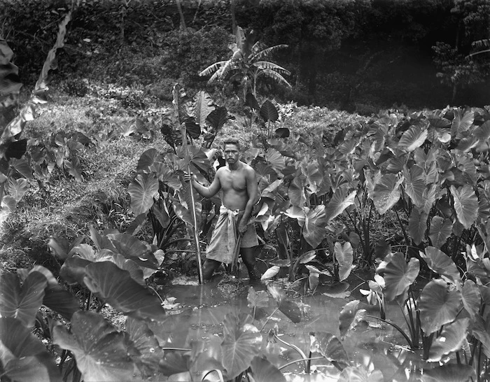 Tattersall, Alfred James, 1866-1951 :Man in taro plantation, Samoa