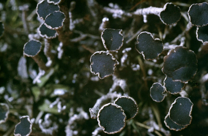 Photograph of a lichen (Argopsis megalaspora), Campbell Island