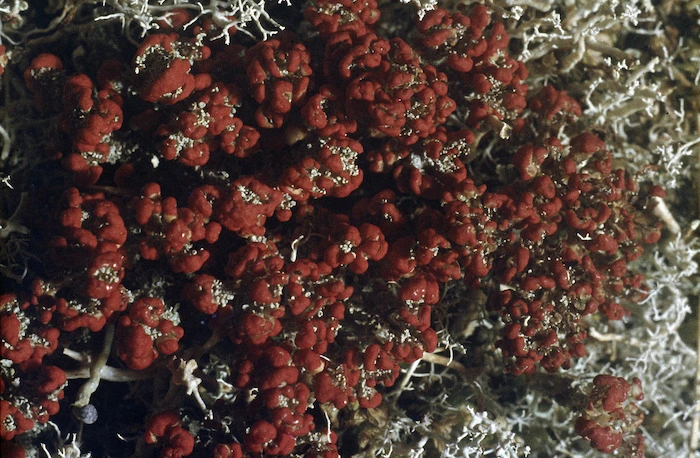 Photograph of a lichen (Cladia species), Campbell Island