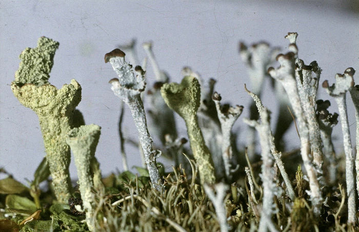 Photograph of a lichen (Cladonia species), Campbell Island