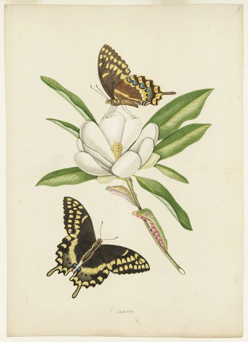 Abbot, John, 1751-1840 :Large yellow spotted black swallow-tailed butterfly. [Between 1816 and 1818]