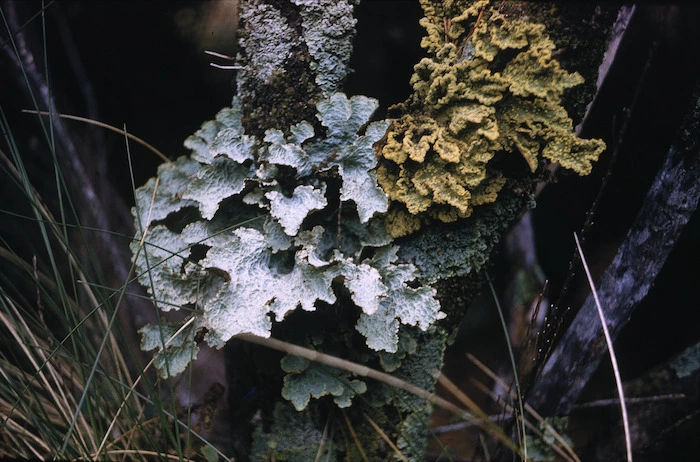 Photograph of a lichen, Campbell Island