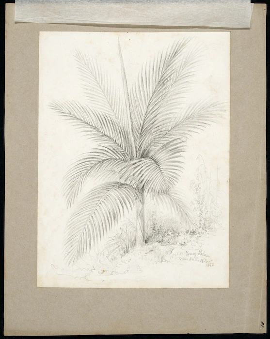 [Swainson, William], 1789-1855 :Young palm, River Hutt, 16 Decr 1843