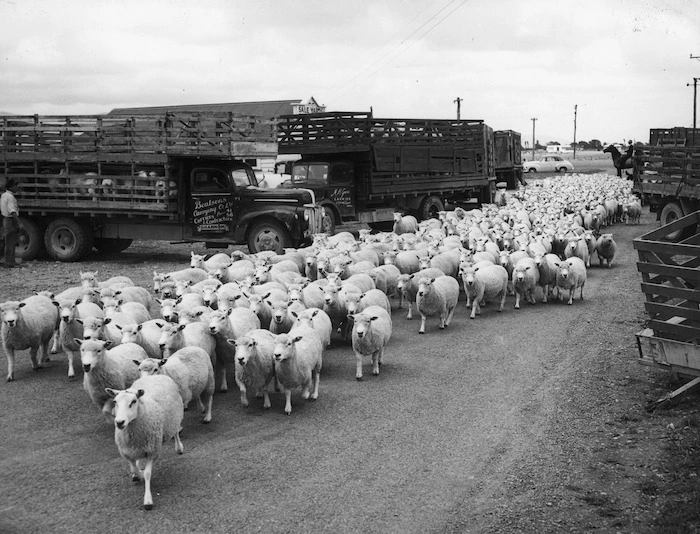 Sheep being unloaded from trucks at the Levin saleyards, Wellington