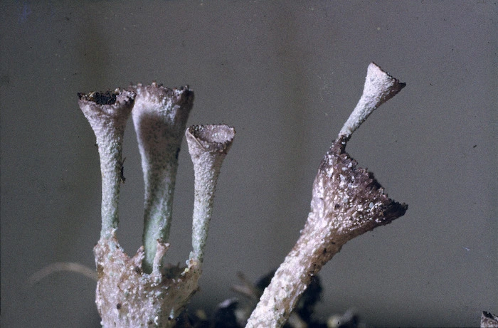 Photograph of a lichen (Cladonia species), Campbell Island