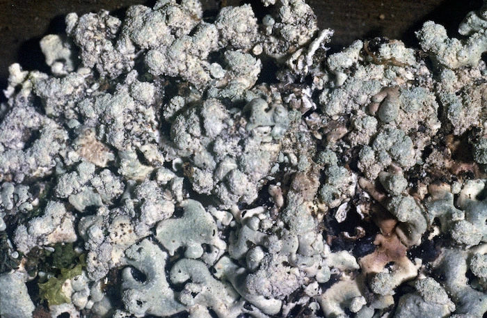 Photograph of a lichen (Parmeliaceae family), Campbell Island