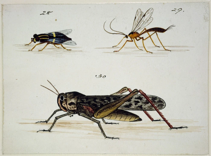 Backhouse, John Philemon, 1845-1908 :Spider or mason fly. Ichneumon. Locust (spring). [ca 1880]