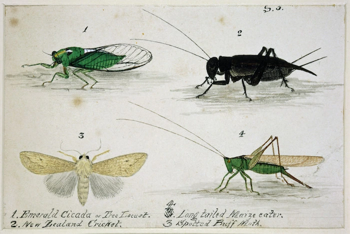 Backhouse, John Philemon, 1845-1908 :Emerald Cicada or Tree Locust. New Zealand Cricket.... [ca. 1880]