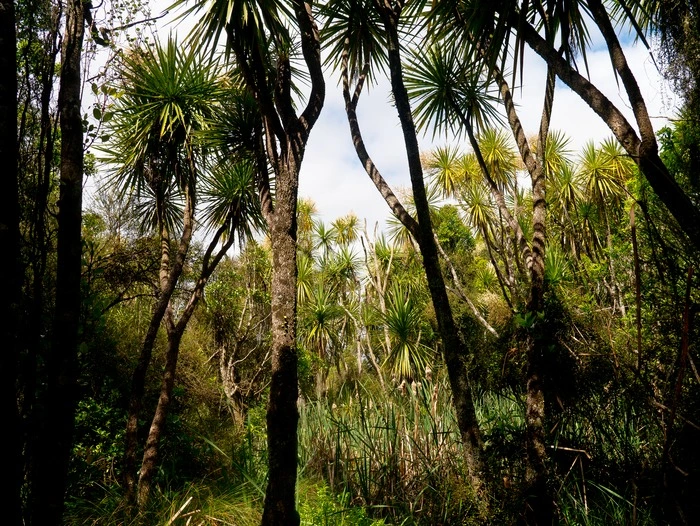 Photographs of trees and native plants, 2013