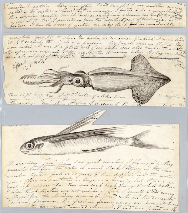 Diary fragments including sketches of flying fish and squid