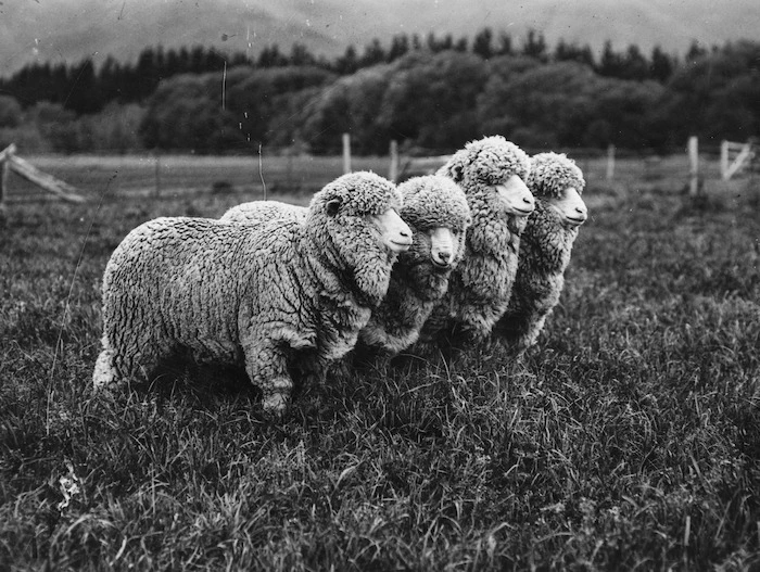 Merino sheep - Photographer unidentified